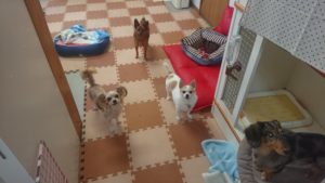 おやつもね！ 2018/10/27