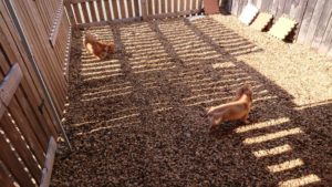 ランで 2018/10/29