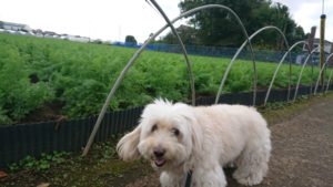 にわか雨 2018/10/8