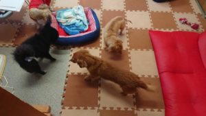 慣れてきたかな？ 2018/10/31