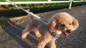 寝る前なのに 2018/10/6