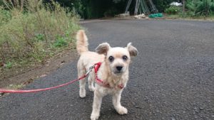 にわか雨 2018/10/11