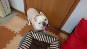 お試しに 2018/10/25