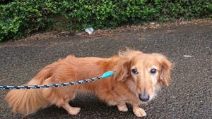 今朝も元気！！ 2017/10/17