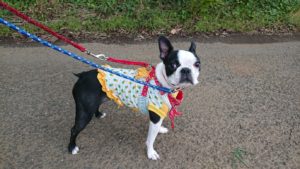 しっかりと 2018/10/17