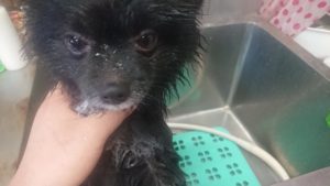 シャンプーのあと 2018/11/2