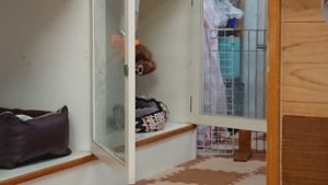 おかえり 2018/11/7