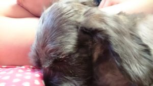 お昼寝中 2018/11/10