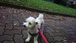 お散歩しっかりあとまったり 2018/11/10