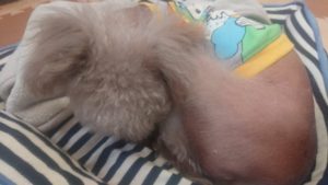 お昼のお時間 2018/11/12