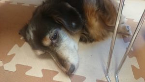 お昼のお時間 2018/11/14