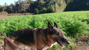 久しぶりに 2018/11/16