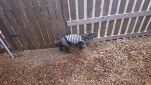 少しずつ焦らず 2018/11/18