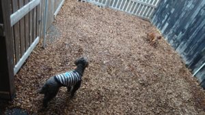 お昼は 2018/11/19