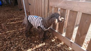 ポカポカ 2018/11/21