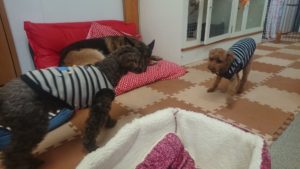 お昼のお時間 2018/11/22