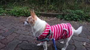 静かな夜 2018/11/24