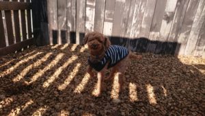 ポカポカ 2018/11/25