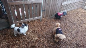 仲良く 2018/11/29