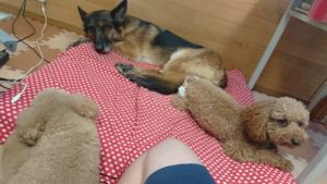 早いですが 2018/11/30