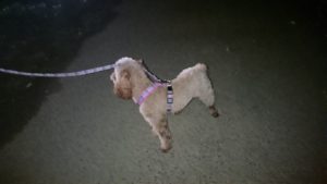 ８時過ぎだよ！ 2018/11/30