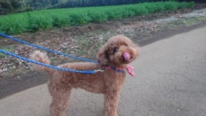 遊び、デレッと 2018/11/5