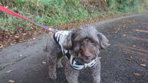 朝のお時間 2018/11/23