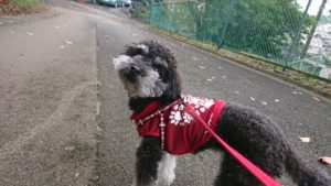 今日は少しぬるい 2018/11/6