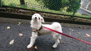 右手にそして左手に 2018/11/10