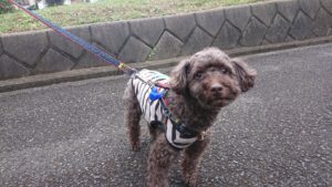 雪は降らないけど 2018/11/20