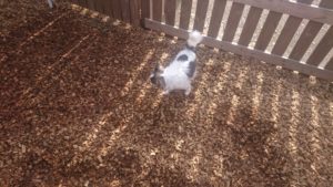 日向は暖か 2018/11/28