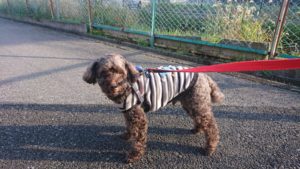 ささやかな願い 2018/11/21