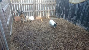 朝のお時間 2018/12/25