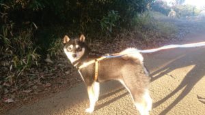 おおっとぉー！？ 2018/12/29