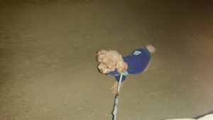 送迎先から 2018/12/31