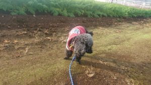 枝豆キング 2018/12/1