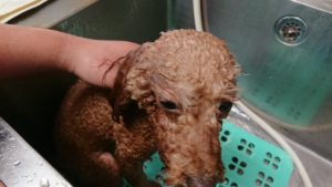 フォーメーション！ 2018/12/2