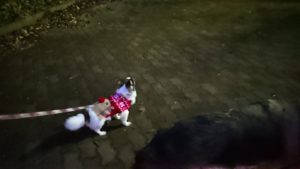 食べるかな？ 2018/12/4