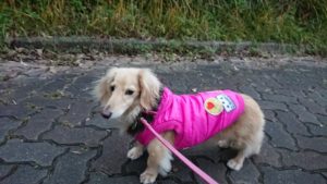 お休みモード 2018/12/8