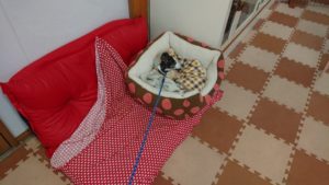 今日の朝 2018/12/11