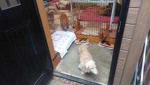 犬は喜びなんとやら？ 2018/12/13