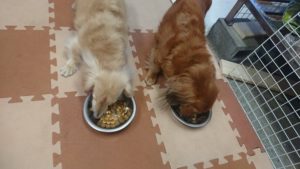 探し中 2018/12/14