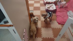 お昼のお時間 2018/12/15