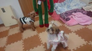 オモチャそしてスリスリ 2018/12/16