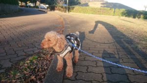 バリバリ 2018/12/19