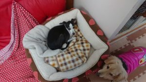 夜のお時間 2018/12/10