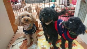 お昼だ！ 2018/12/12