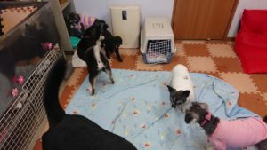 ラッシュ 2018/12/30