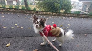 違うか(笑) 2018/12/4