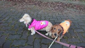 いつもと違う気がする 2018/12/15